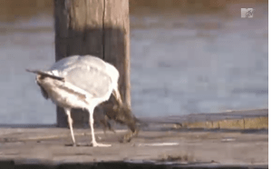 I'm sure this isn't the only crab-eating go on at the Jersey Shore.